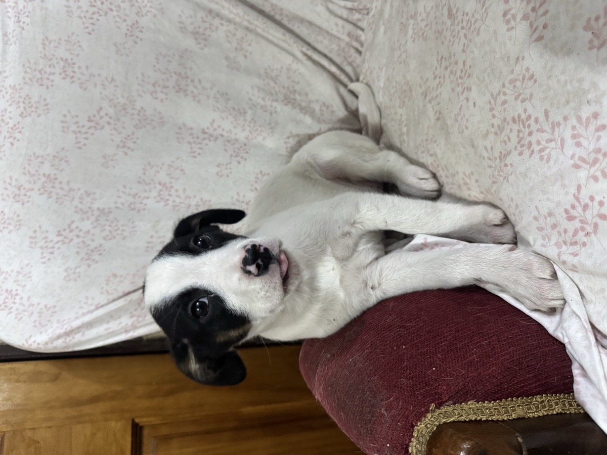 Foto de Serafina