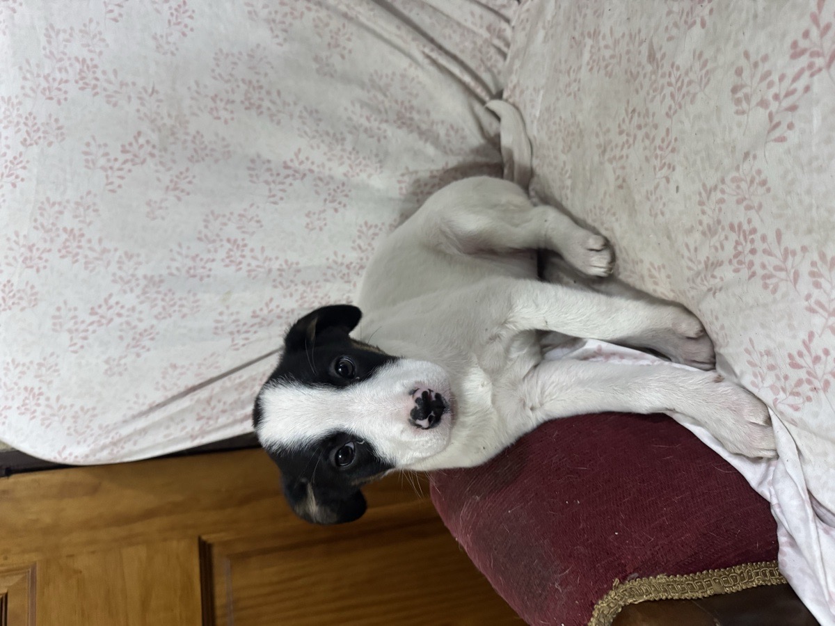 Foto de Serafina