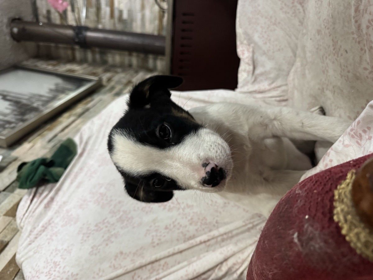 Foto de Serafina