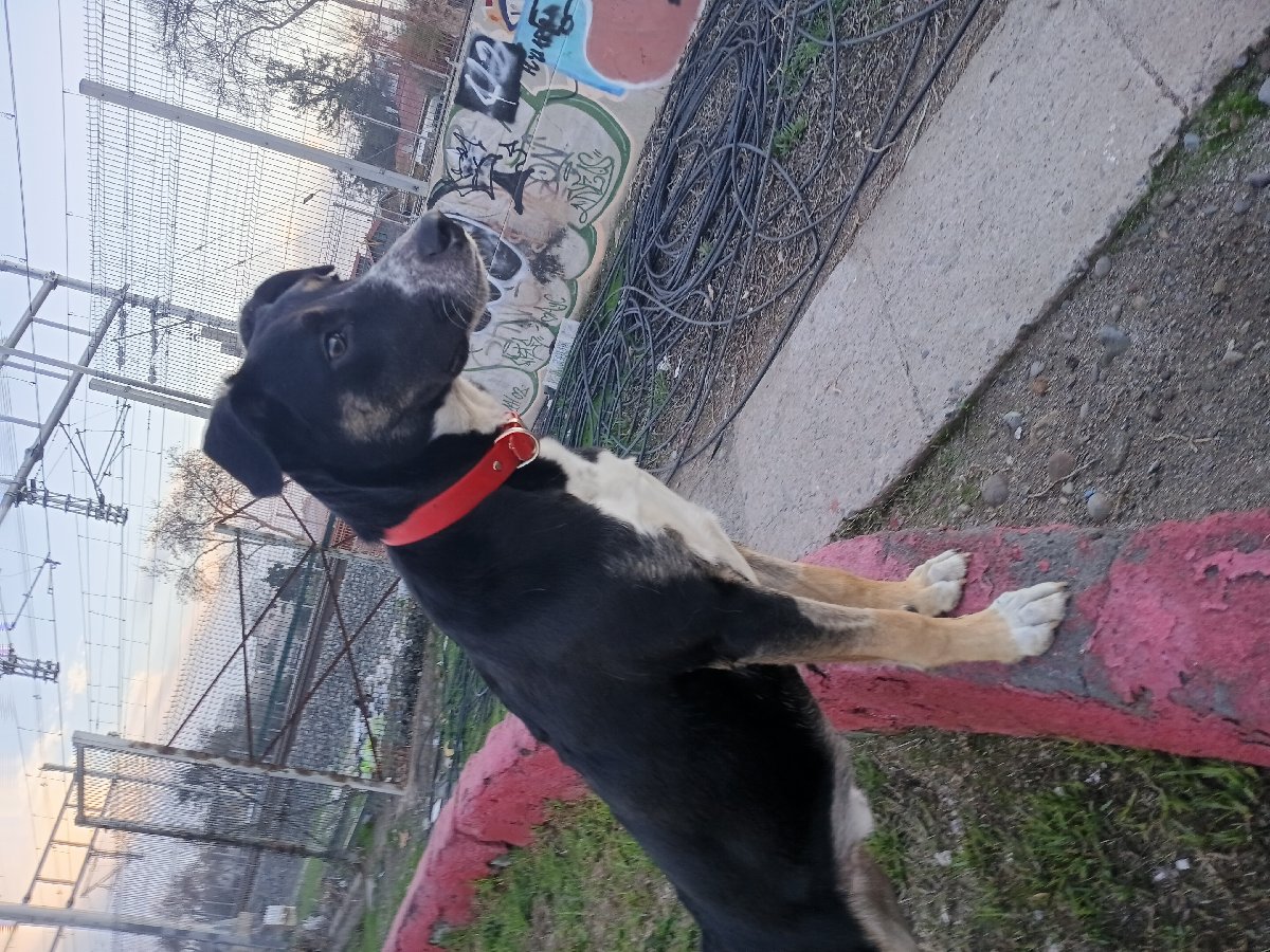 Foto de Perrito