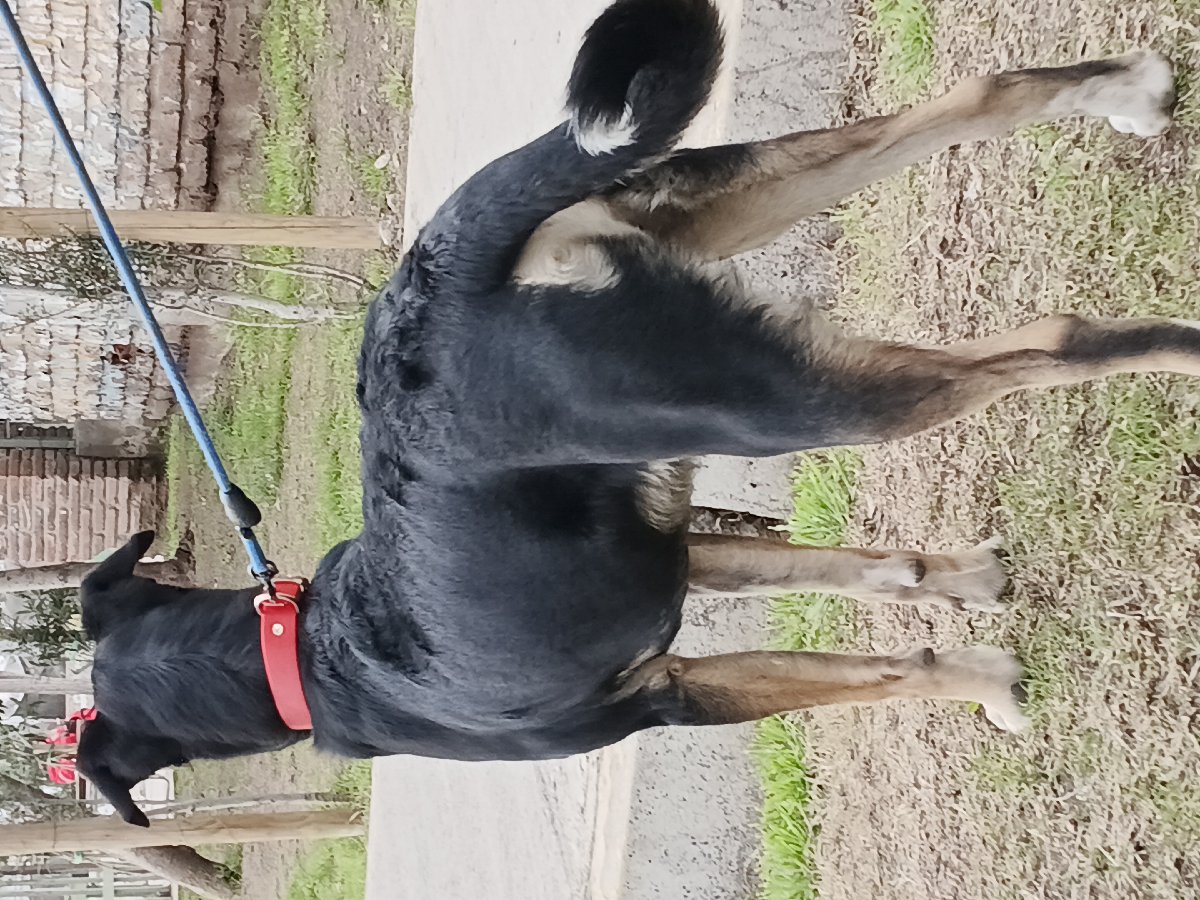 Foto de Perrito