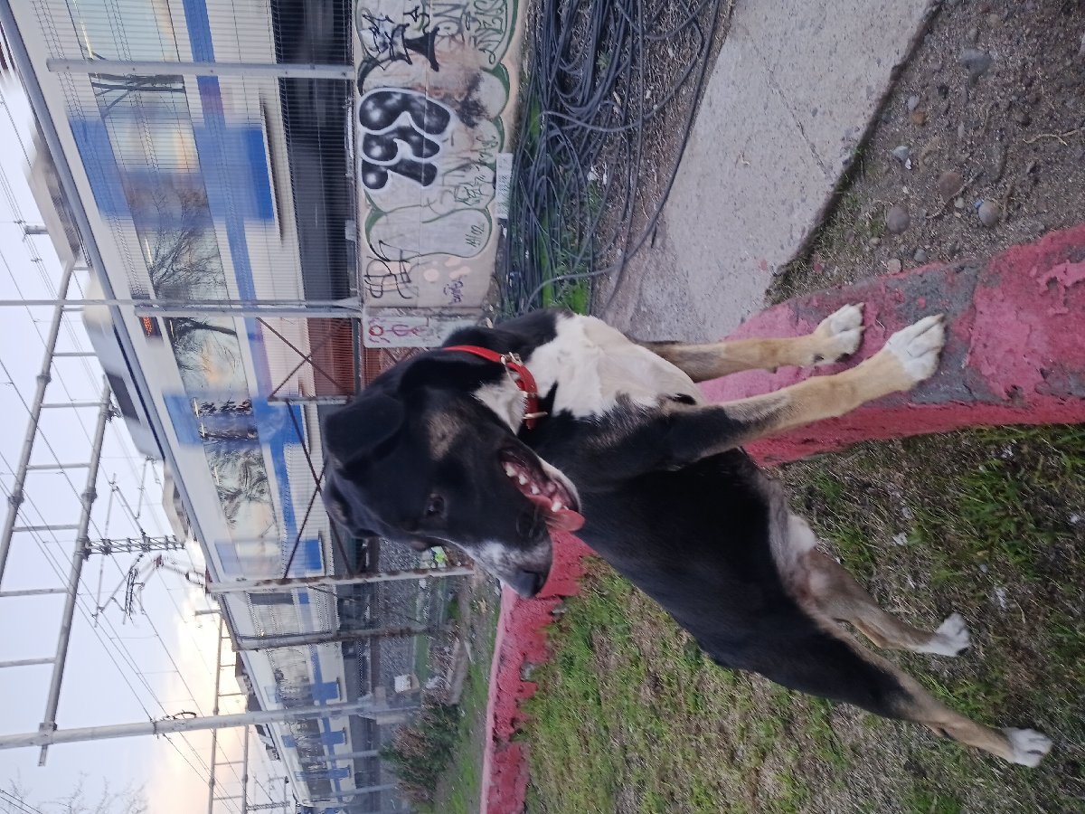 Foto de Perrito