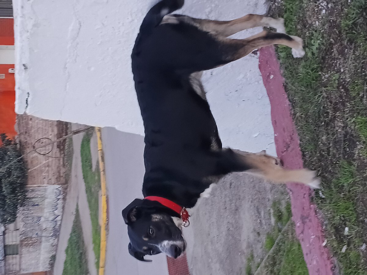 Foto de Perrito