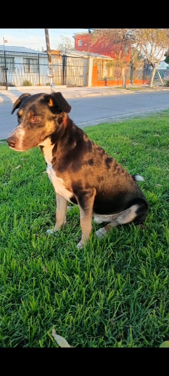 Foto de Perrito