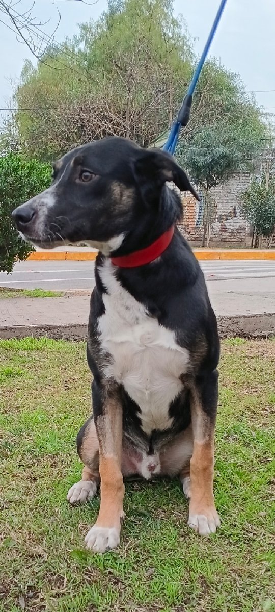 Foto de Perrito