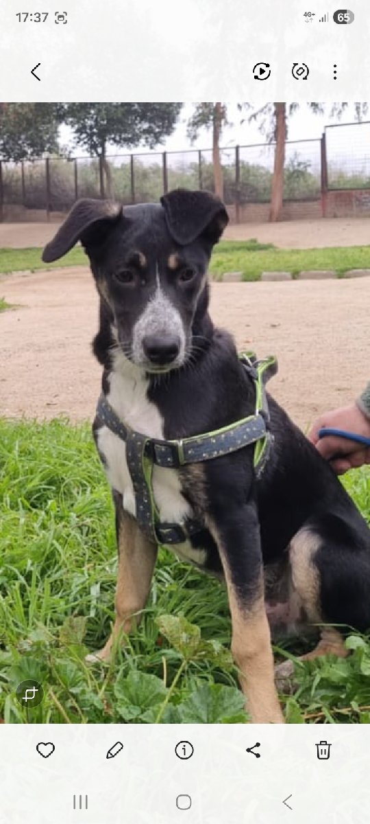 Foto de Perrito
