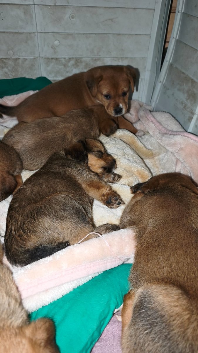 Foto de Perrito