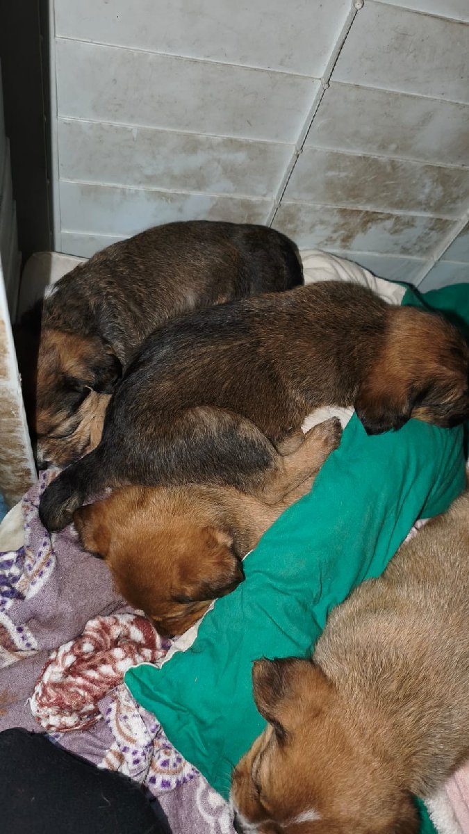 Foto de Perrito