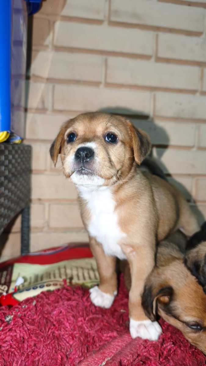 Foto de Perrito