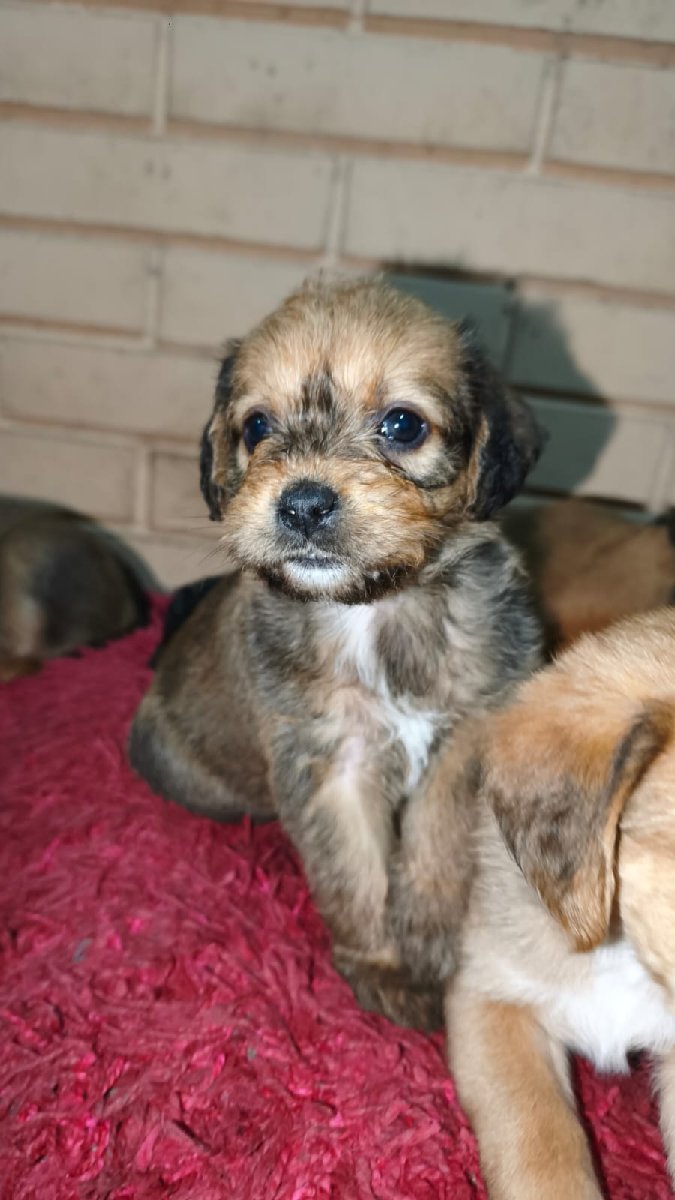 Foto de Perrito
