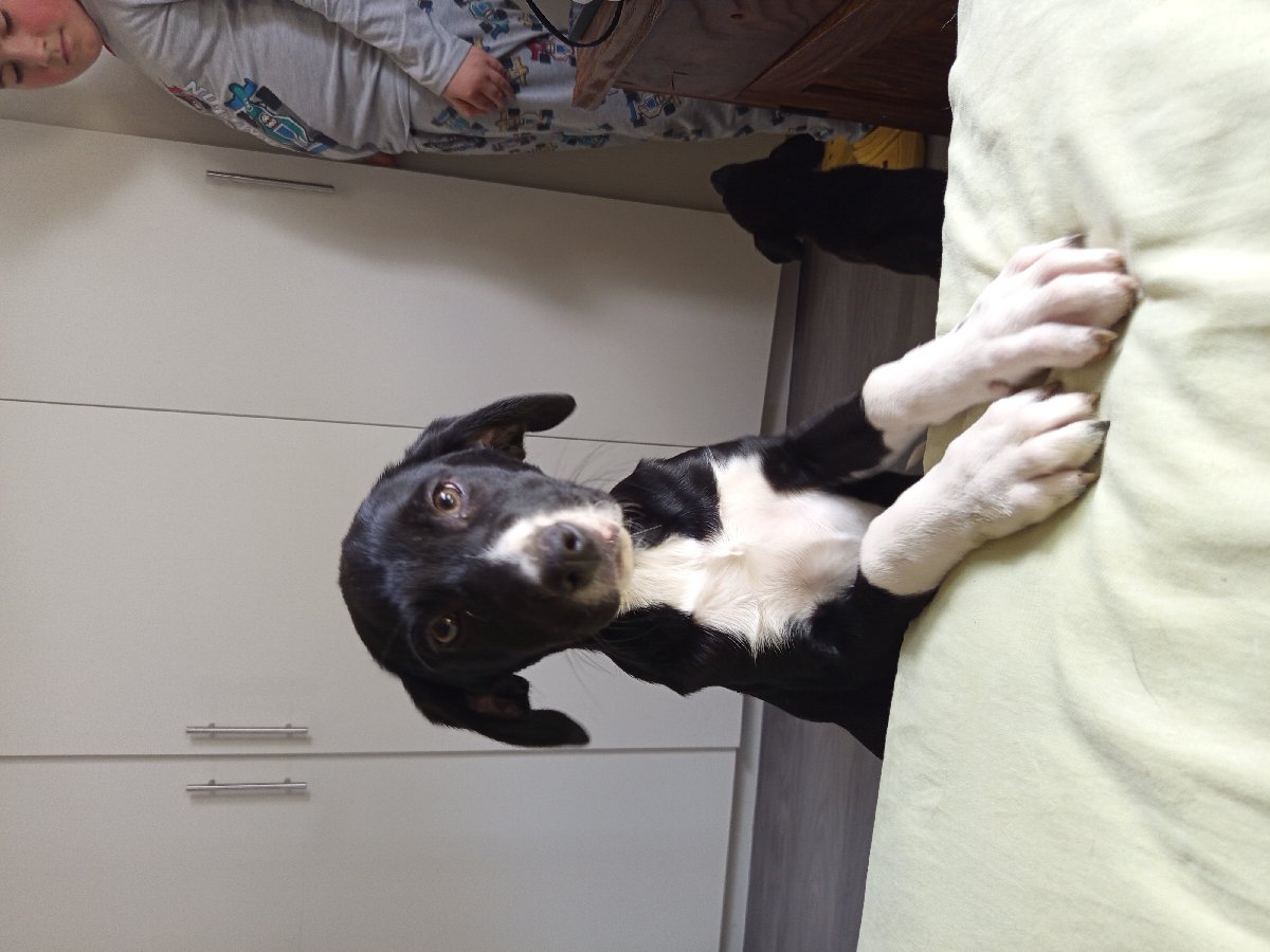 Foto de Alfa, perro en adopción en Melipilla