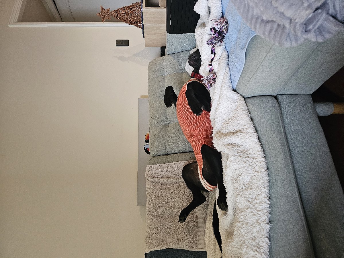 Foto de Perrito