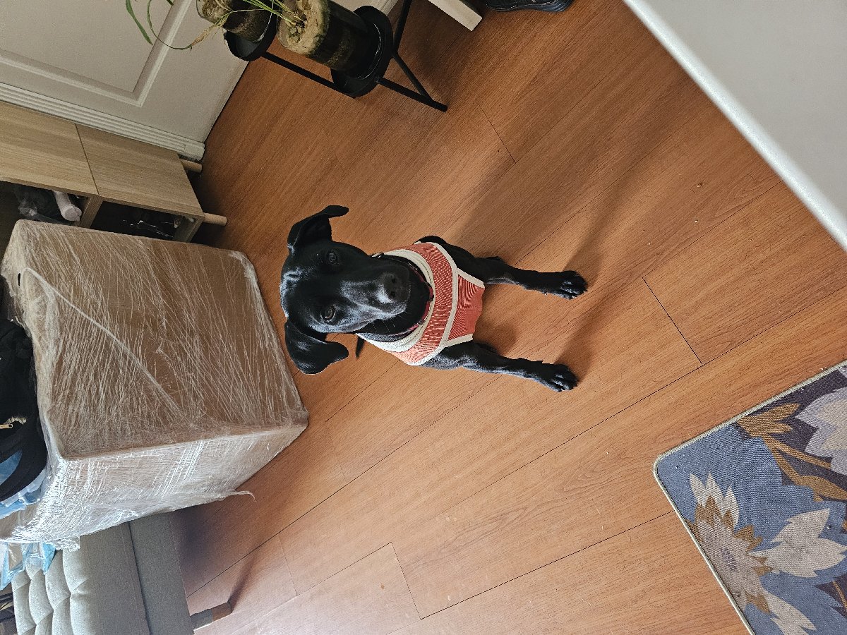 Foto de Perrito