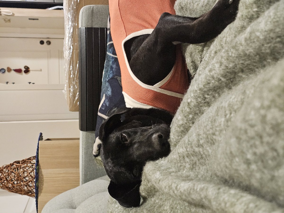 Foto de Perrito