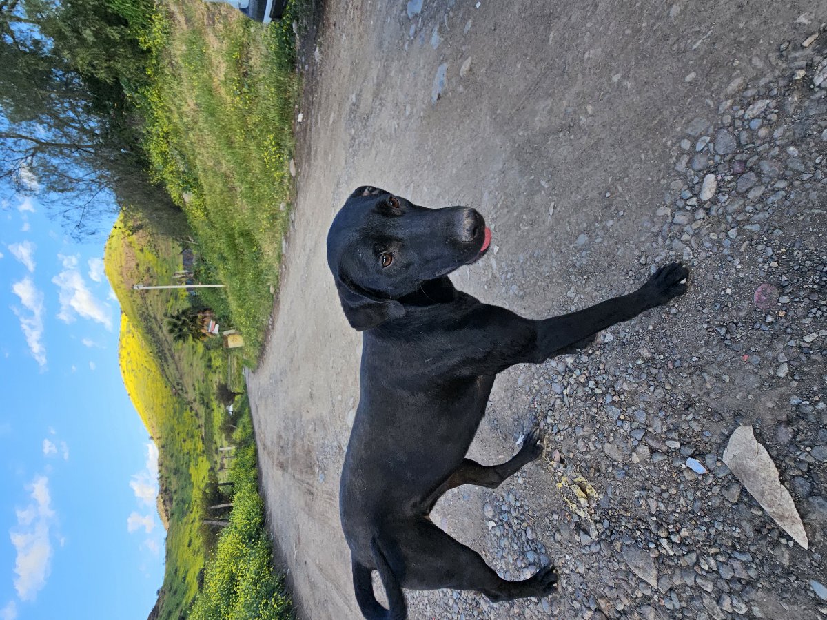 Foto de Perrito