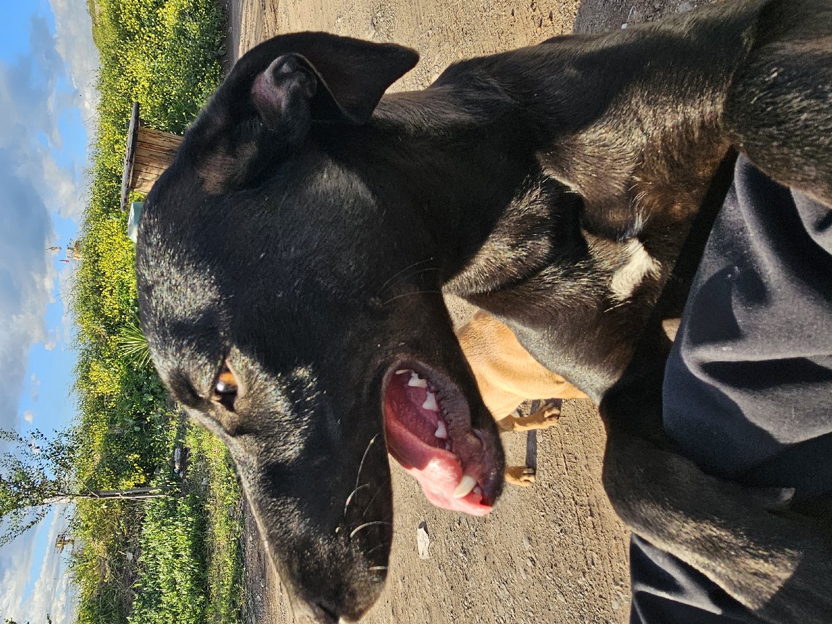 Foto de Perrito