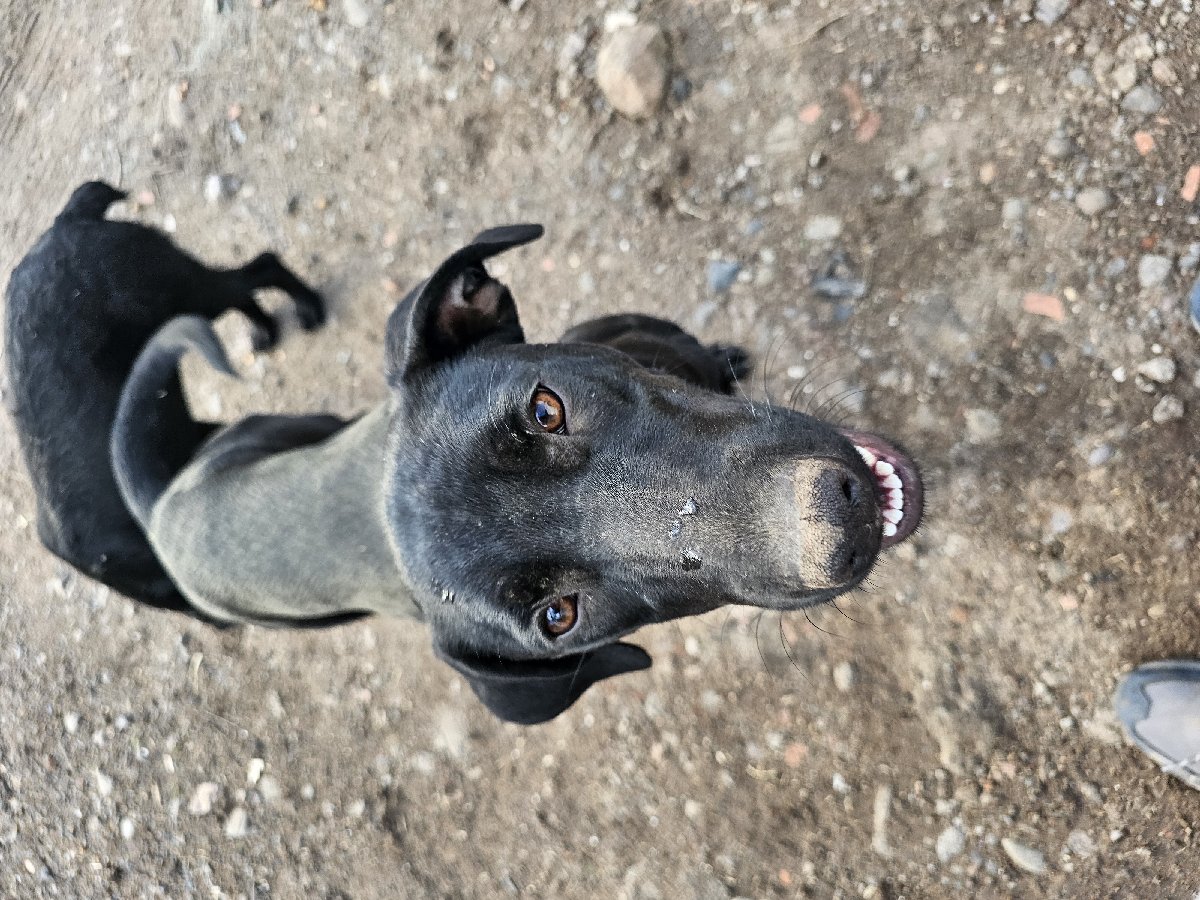 Foto de Perrito
