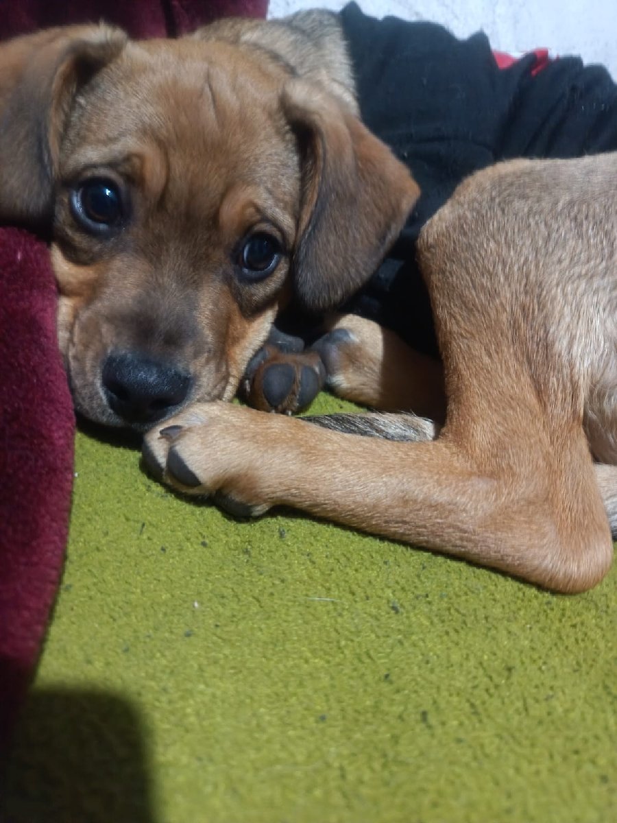Foto de Perrito