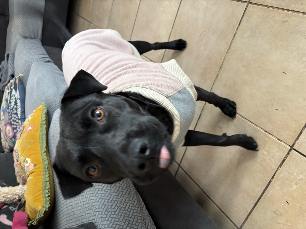Foto de josefina, perro en adopción en Renca