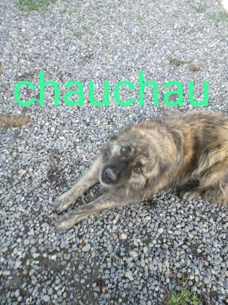 Foto de Chau Chau, perro en adopción en Peñaflor