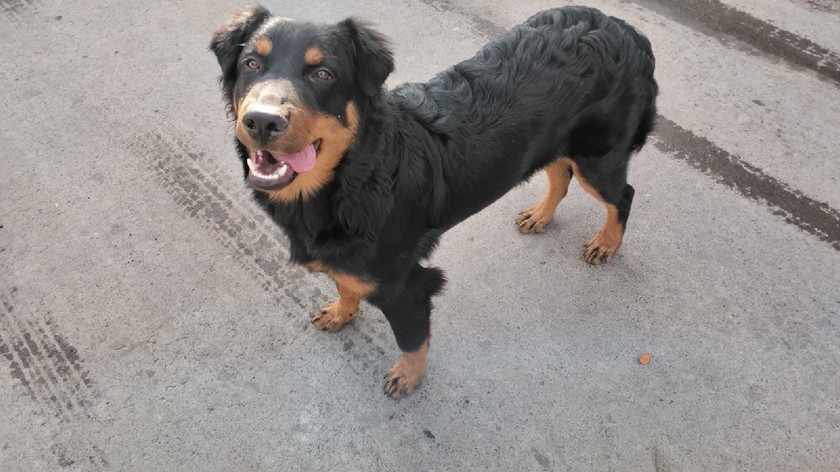 Foto de Perrito