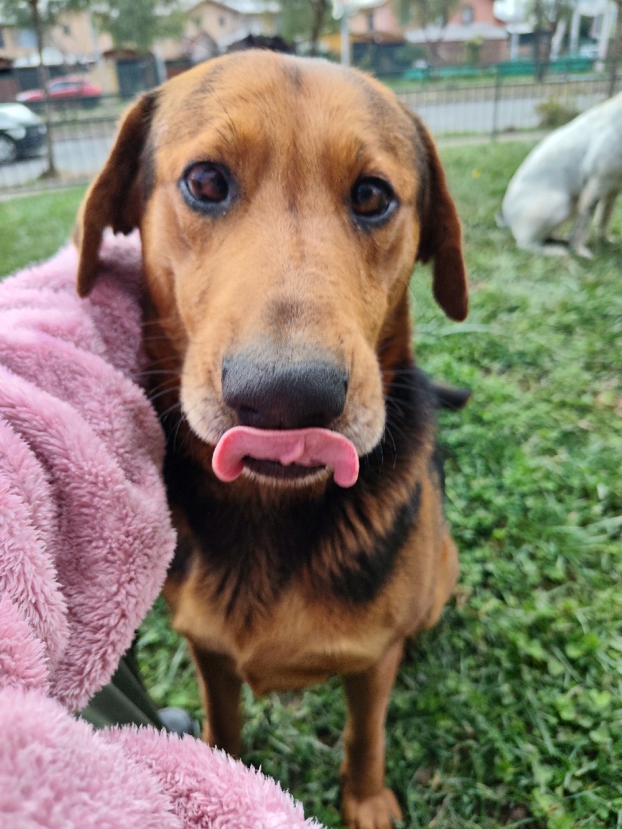 Foto de Canelito, perro en adopción en La Pintana
