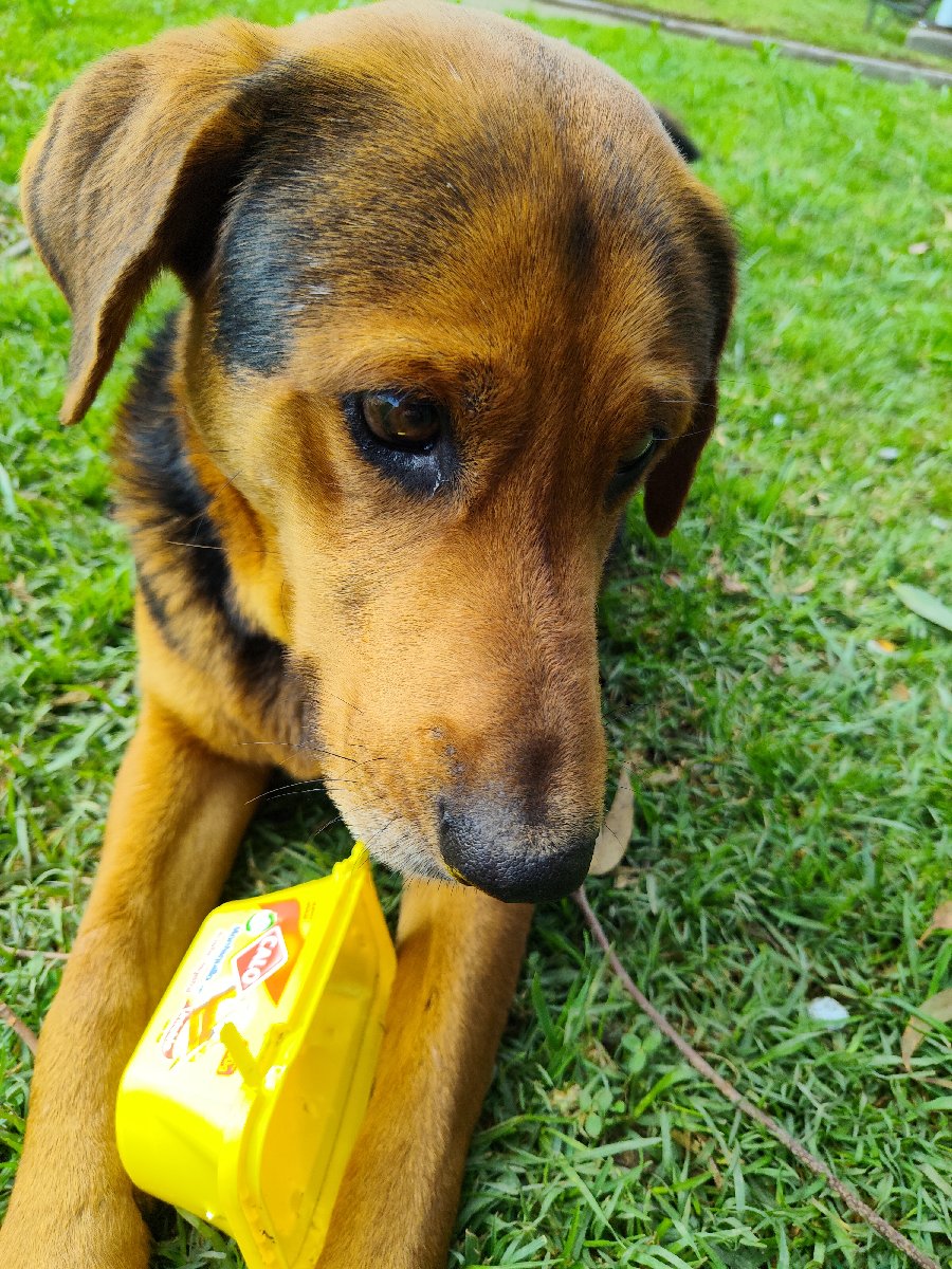 Foto de Canelito