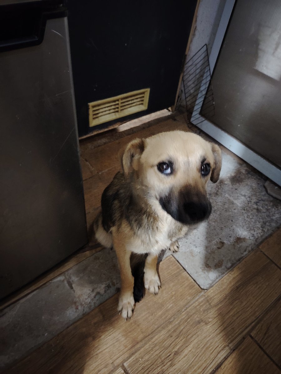 Foto de miha( aun no se acostumbra al nombre se puede cambiar), perro en adopción en Valparaíso