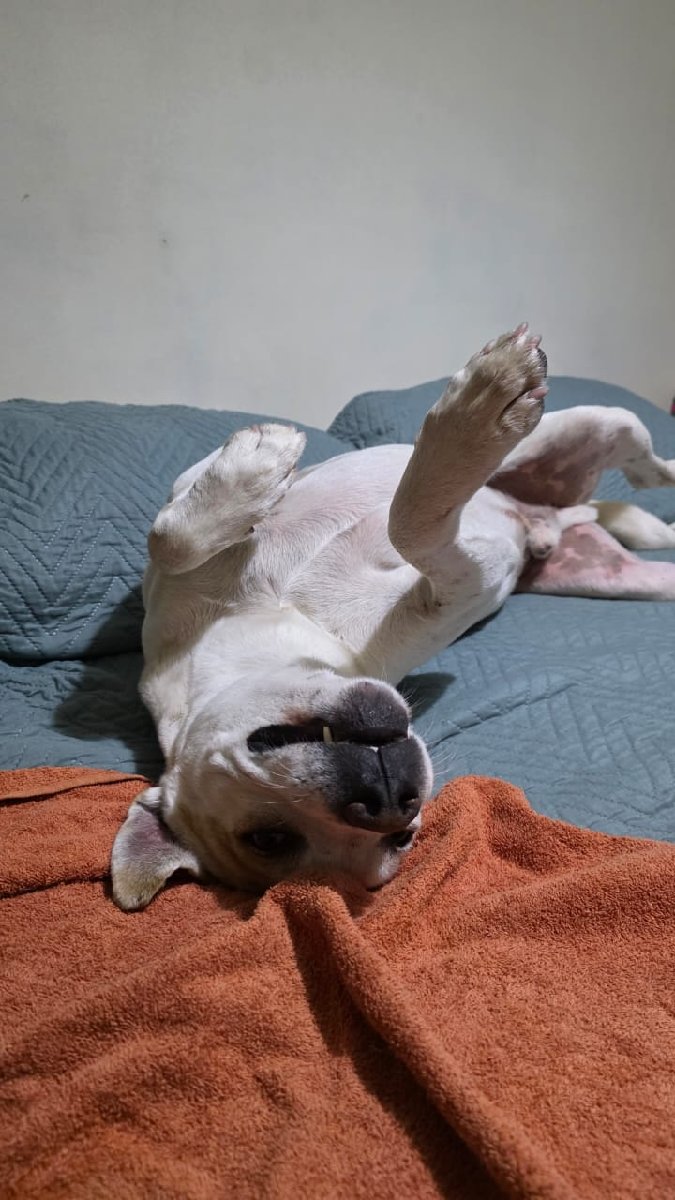 Foto de Bolt⚡