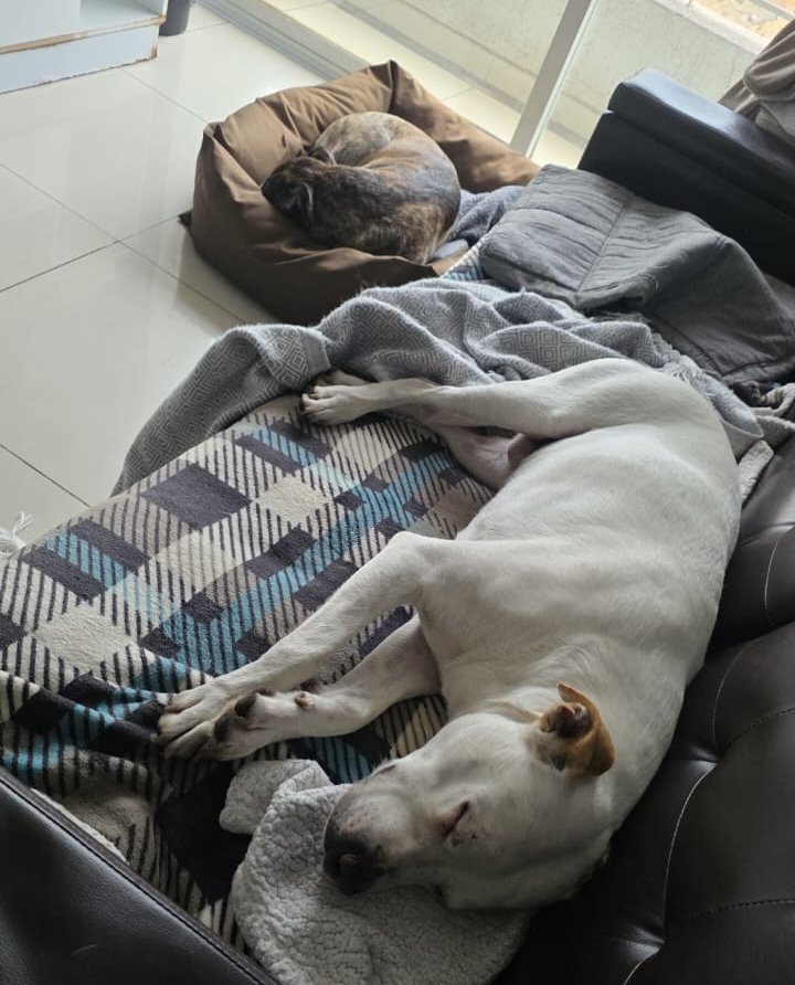 Foto de Bolt⚡