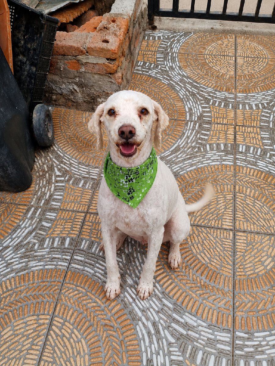 Foto de Perrito