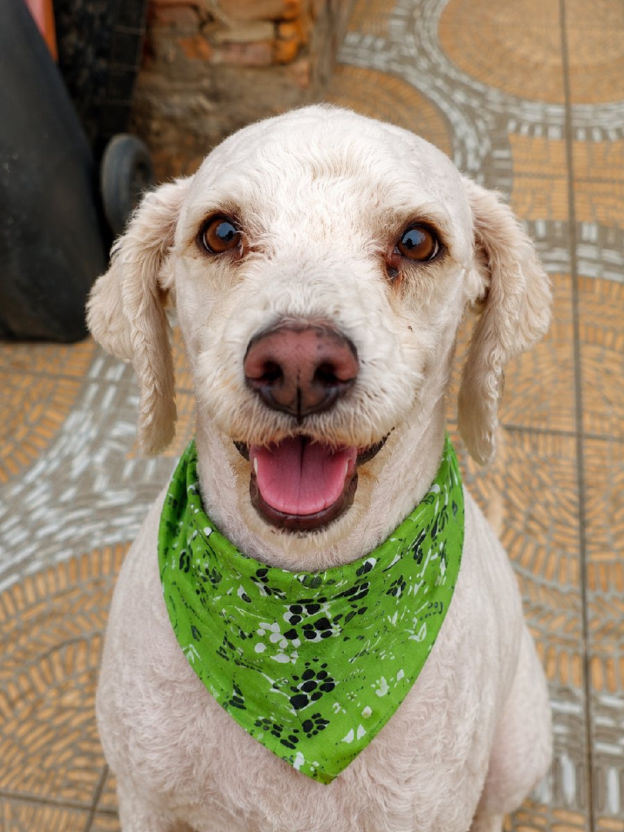 Foto de Perrito