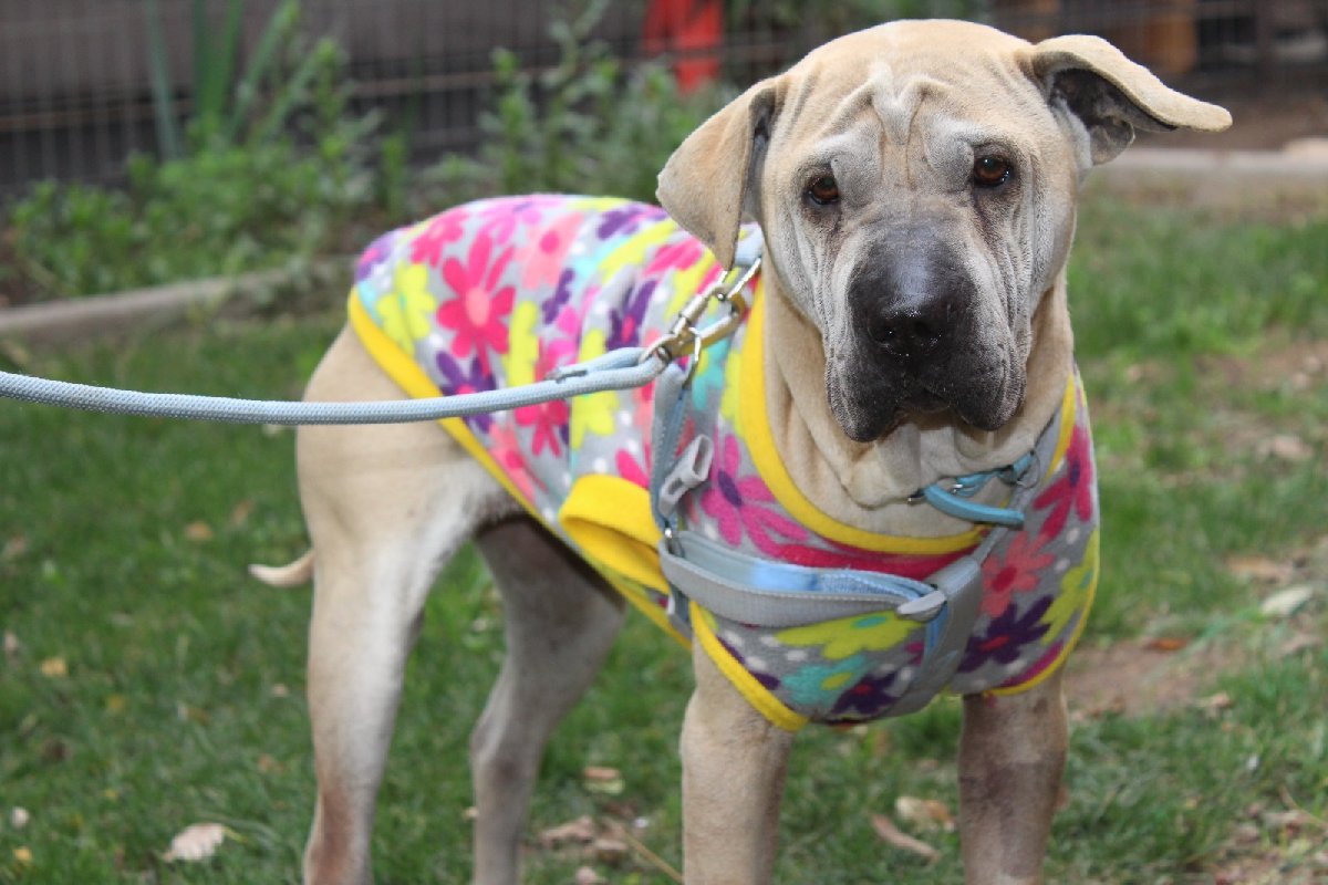 Foto de Blue, perro en adopción en Cerro Navia
