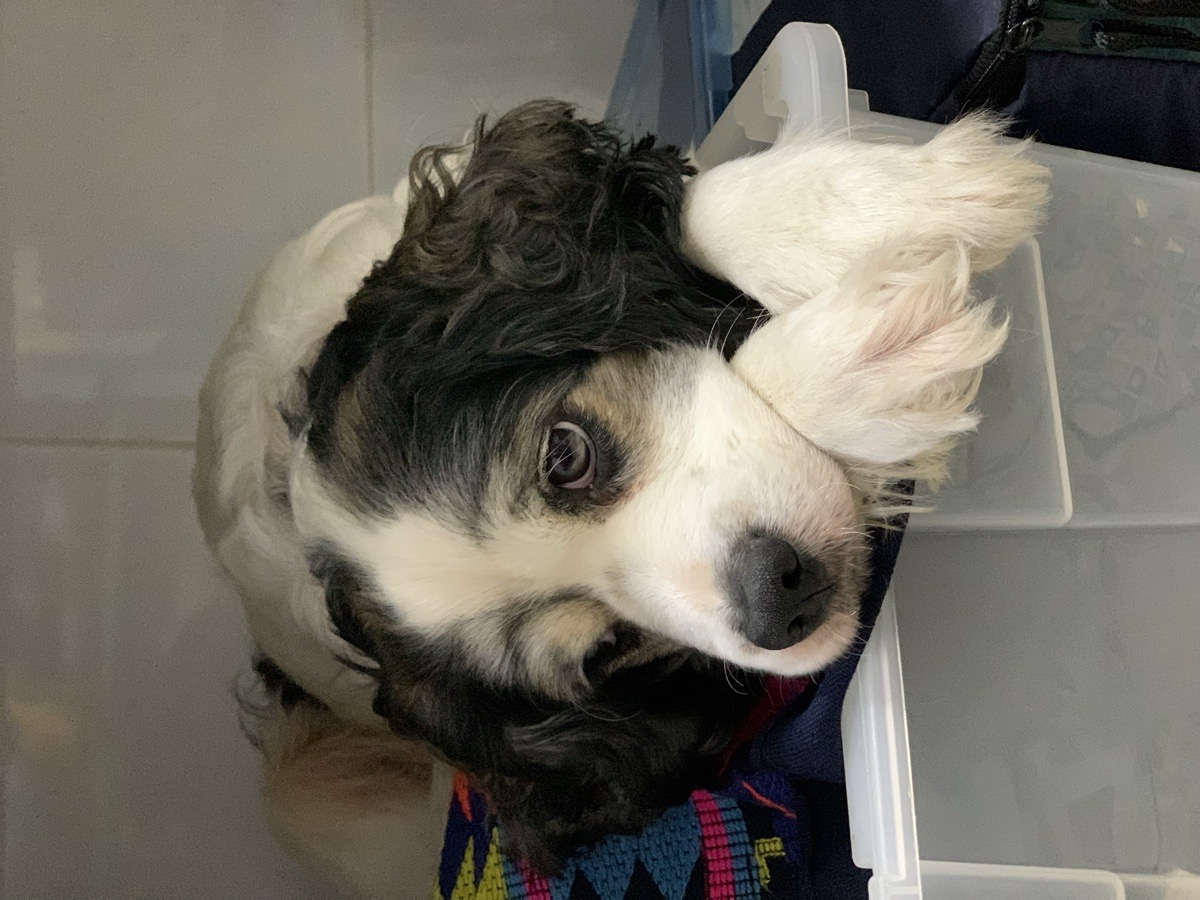 Foto de Chicco