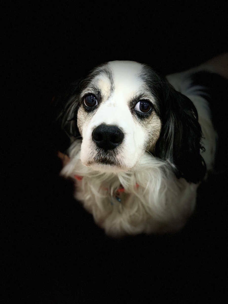 Foto de Chicco