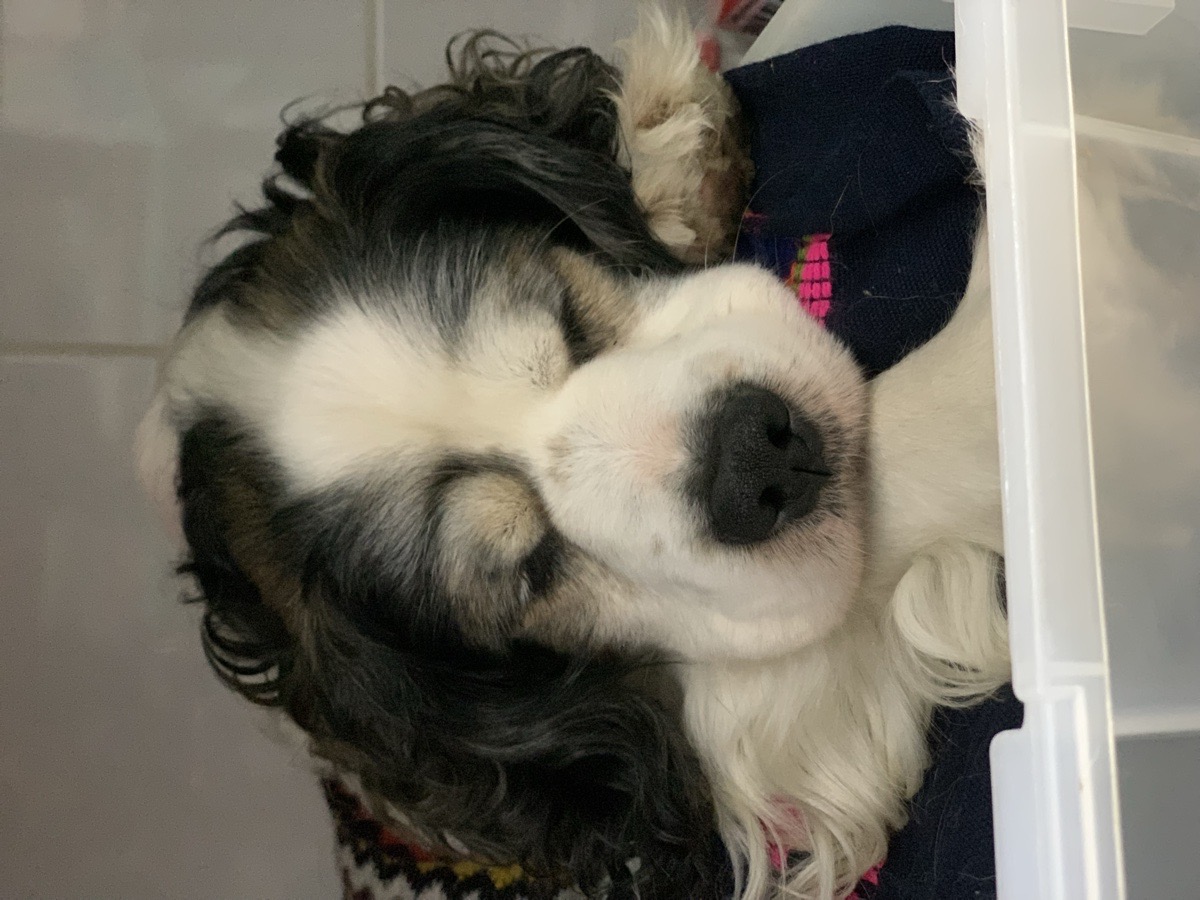 Foto de Chicco