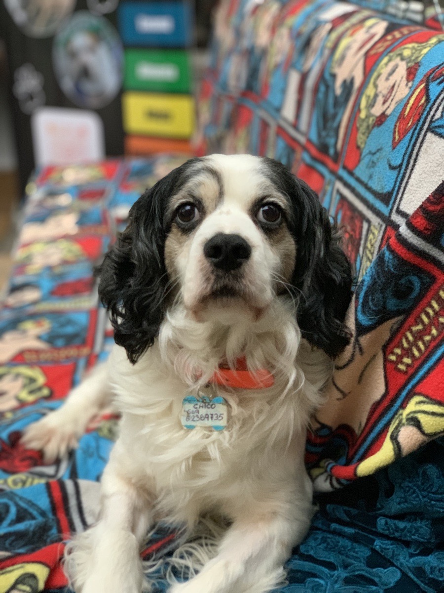 Foto de Chicco