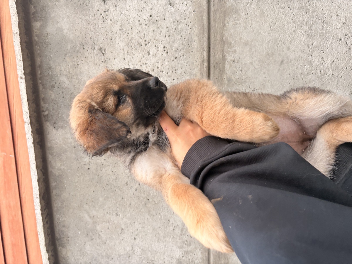 Foto de Perrito