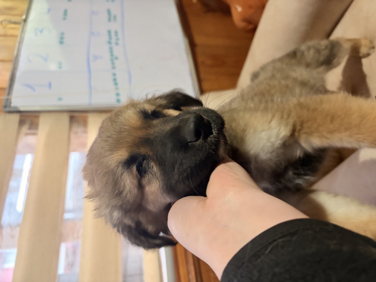 Foto de Perrito