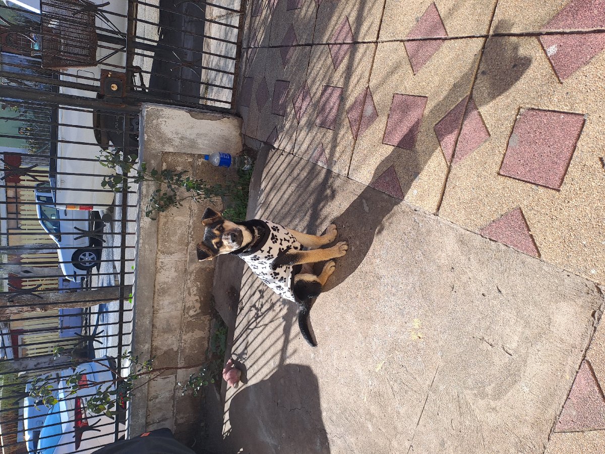 Foto de Kimba