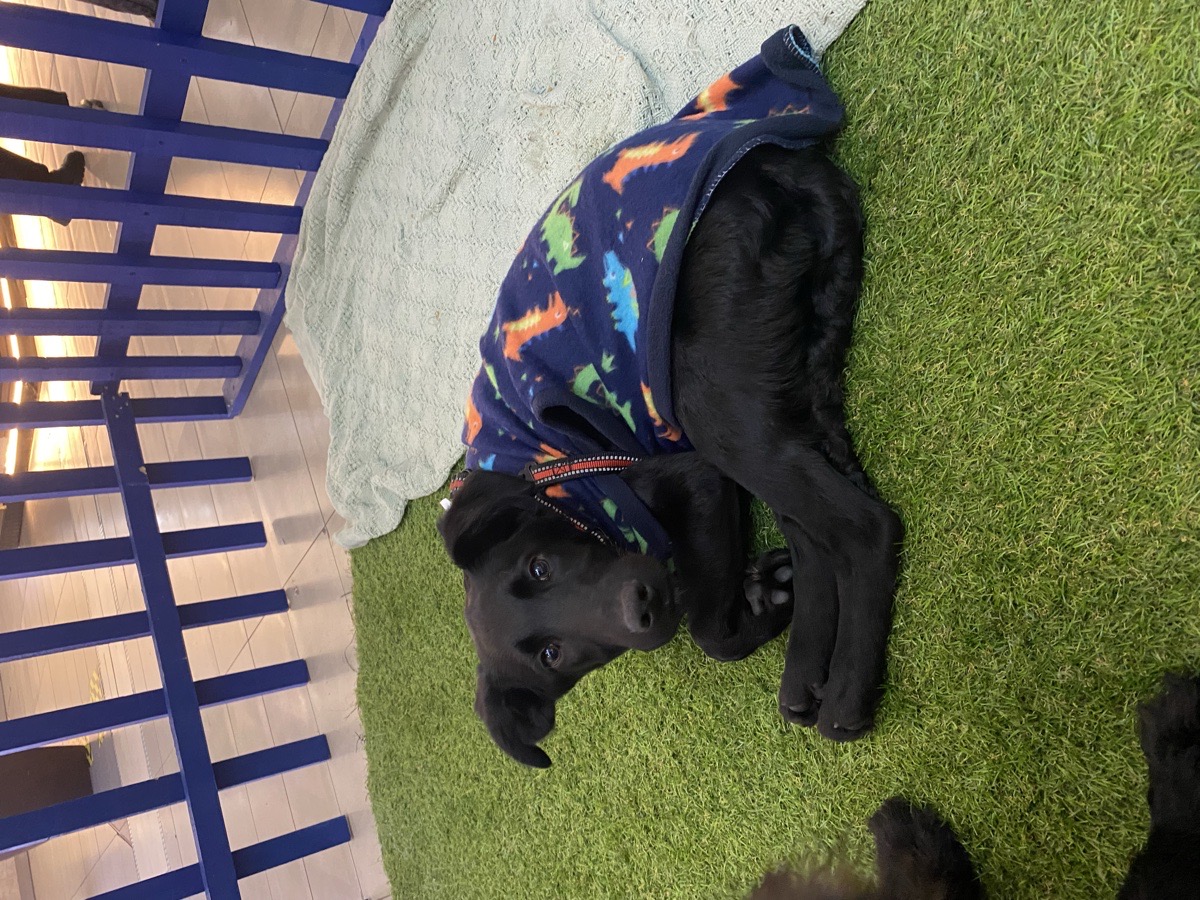 Foto de koda