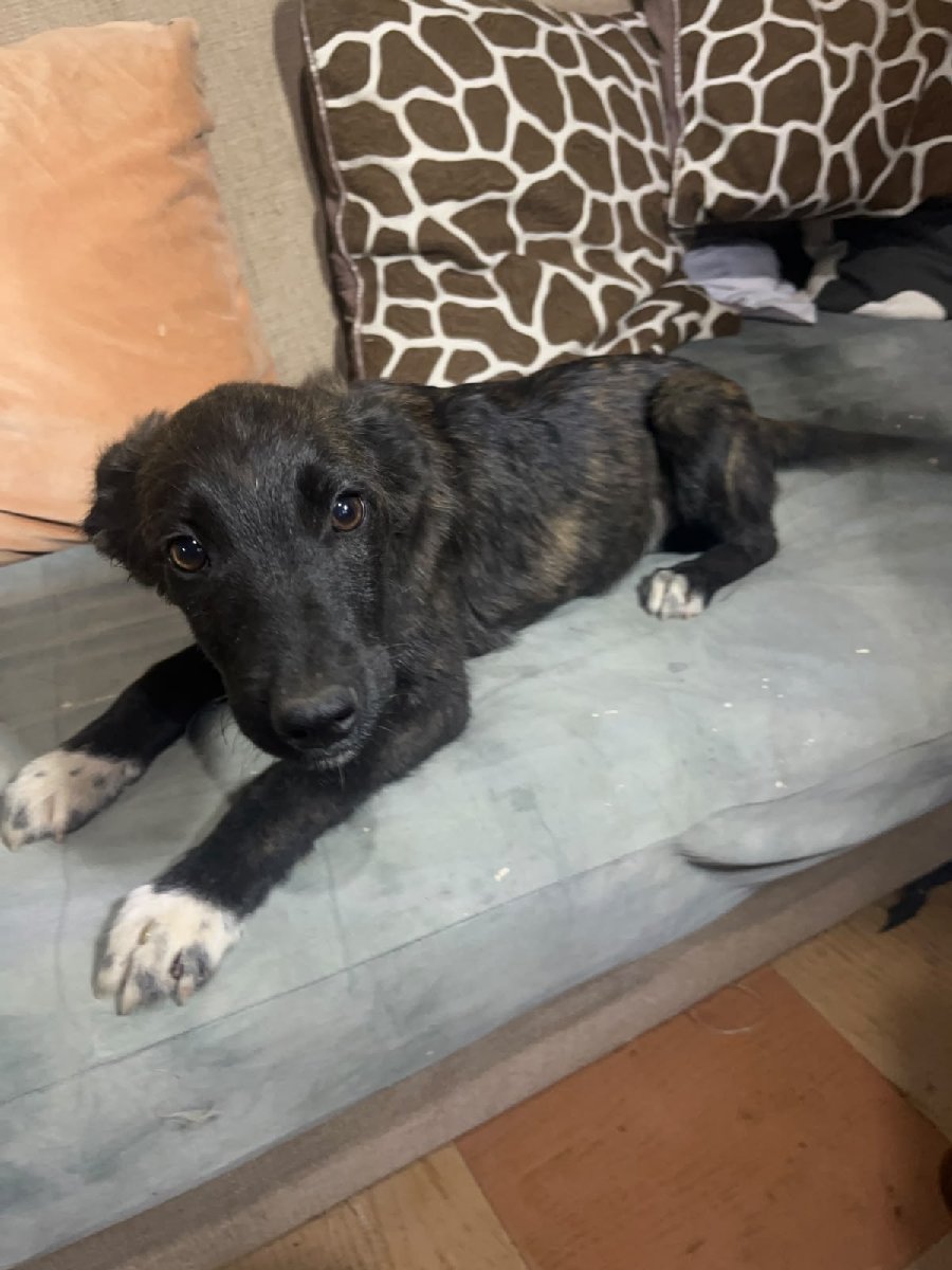 Foto de Perrito