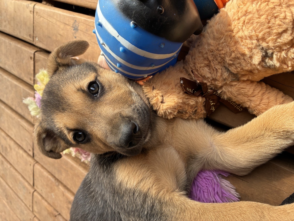 Foto de Perrito, perro en adopción en Tomé