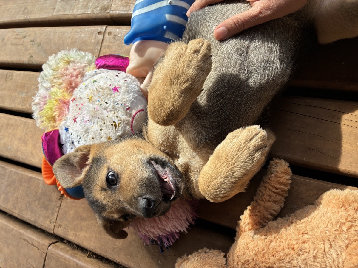 Foto de Perrito