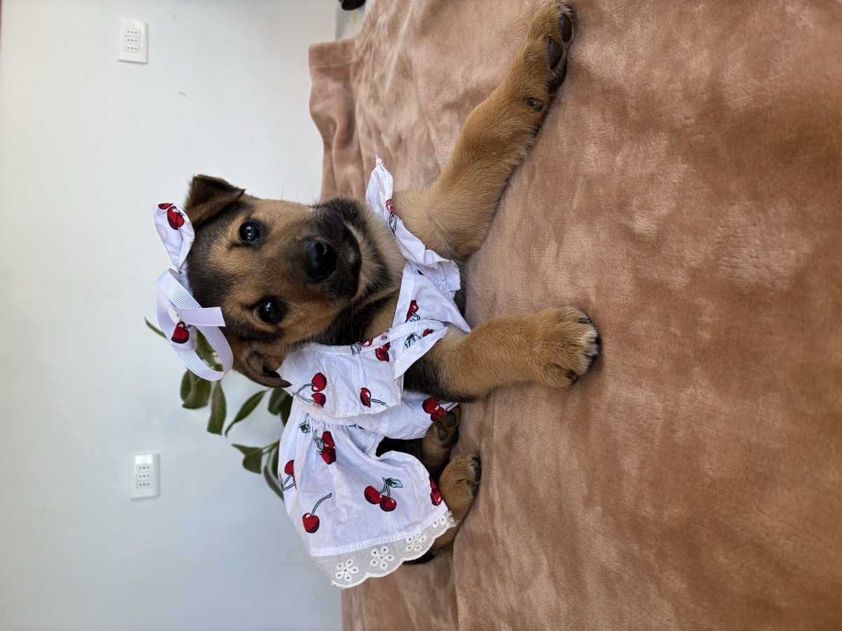 Foto de Perrito