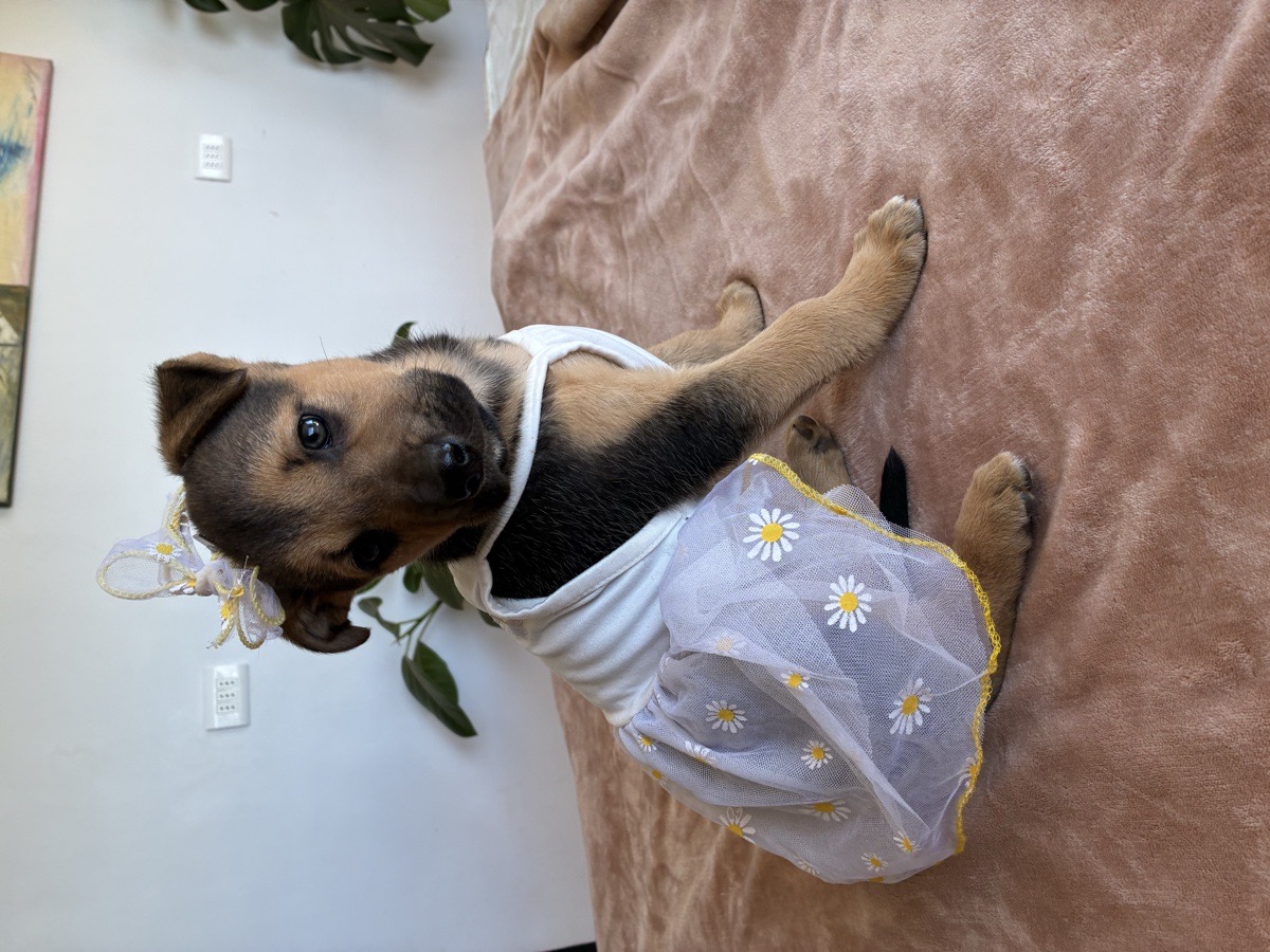 Foto de Perrito