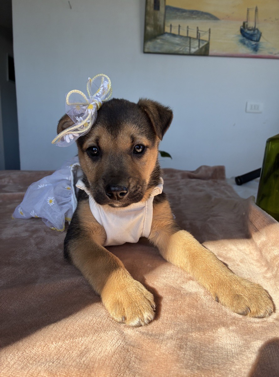 Foto de Perrito
