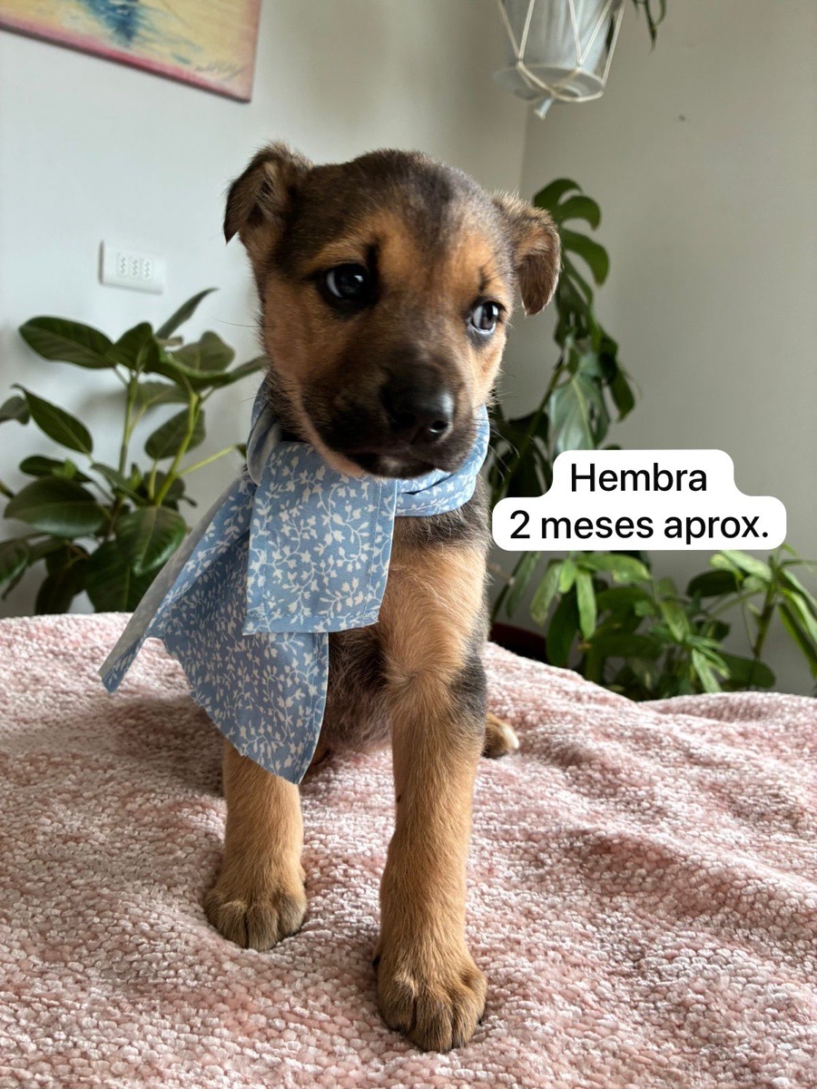 Foto de Perrito