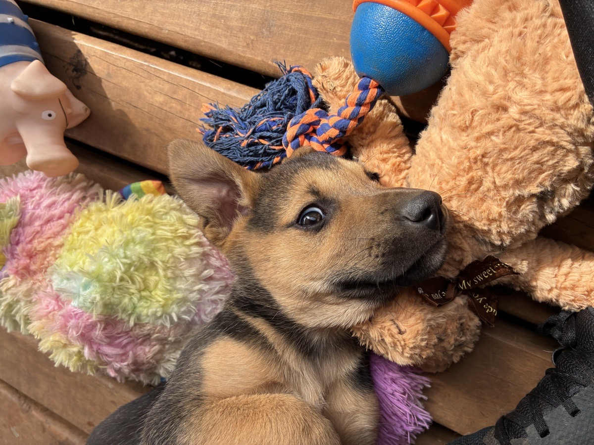 Foto de Perrito