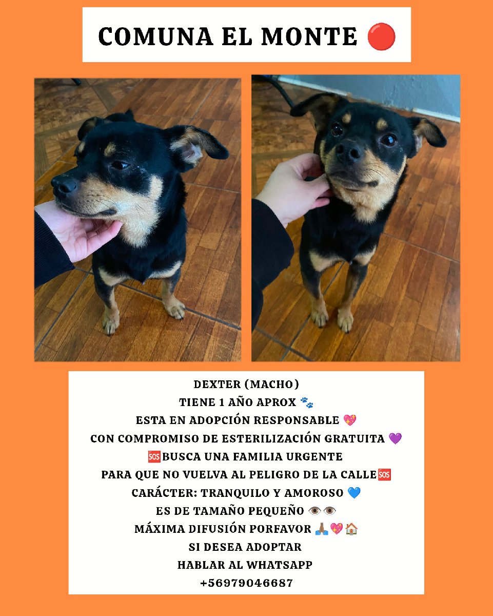 Foto de Dexter